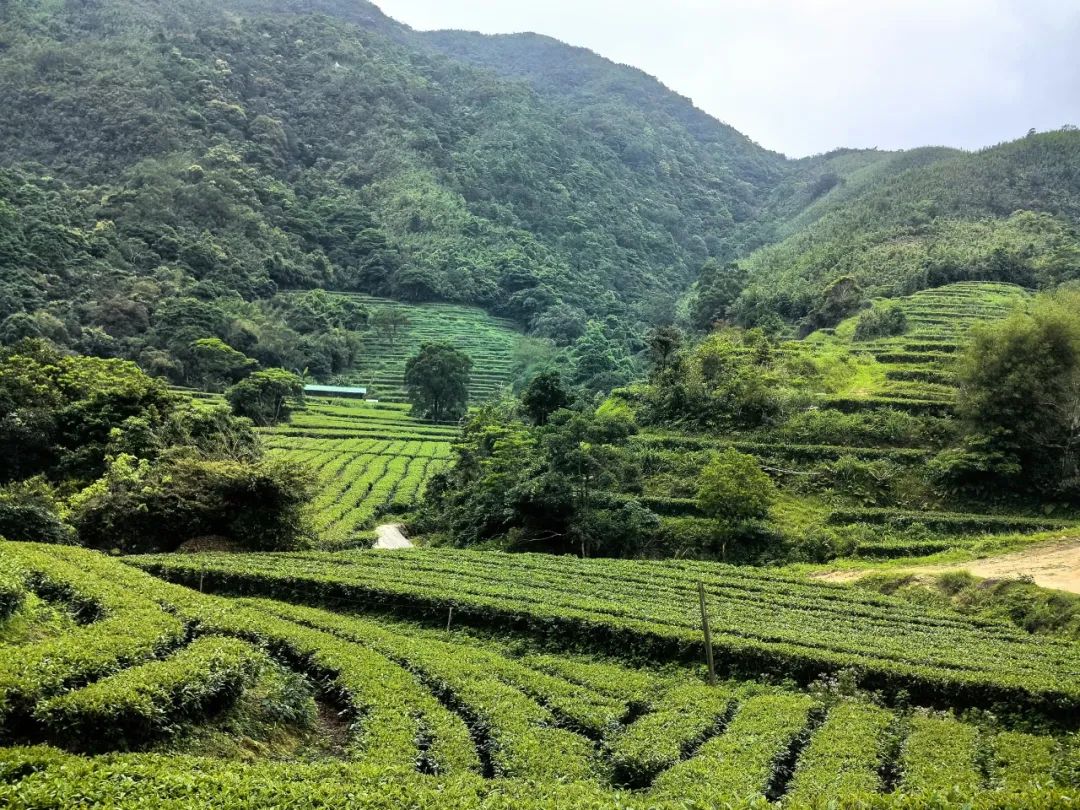 文旅赋能 激活乡村振兴“一池春水”